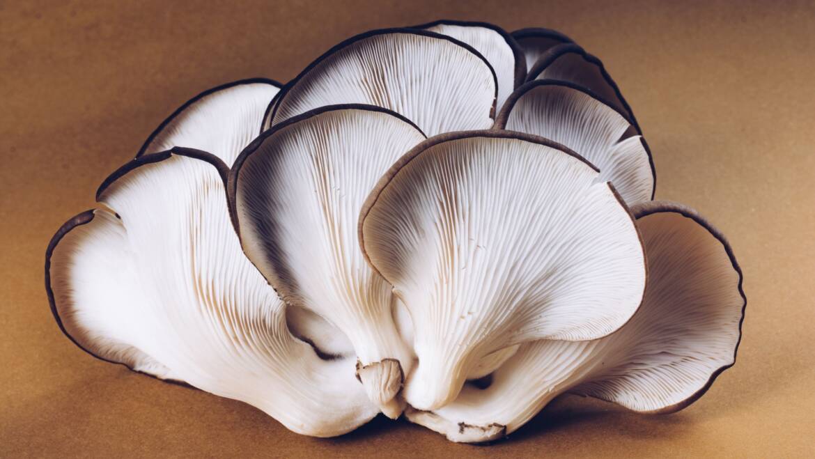 Oyster Mushroom Spawn