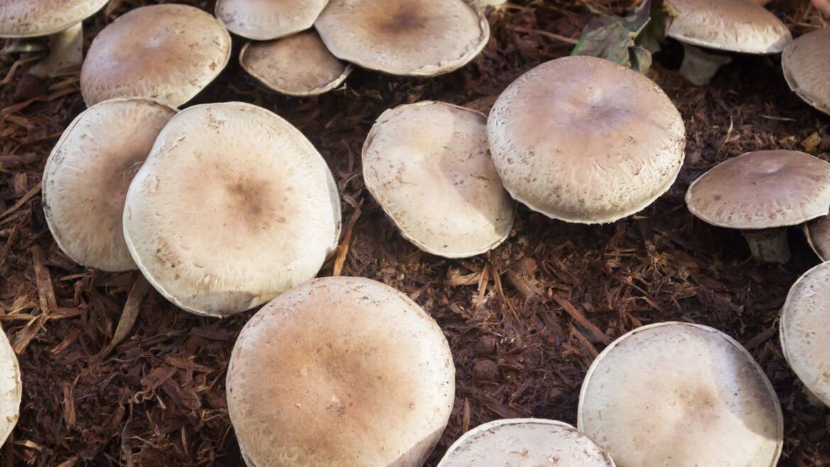 Portobello Mushrooms