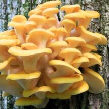 Yellow Oyster Mushroom Spawn