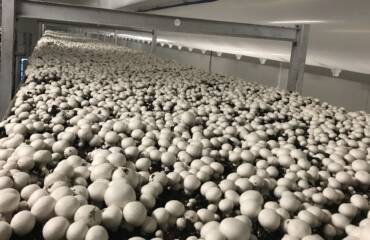 The Art of Button Mushroom Cultivation