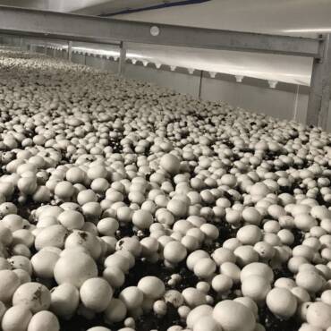 The Art of Button Mushroom Cultivation